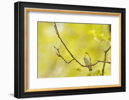 Wood Warbler (Phylloscopus Sibilatrix) Singing from Oak, Atlantic Oakwoods of Sunart, Scotland-Fergus Gill-Framed Photographic Print