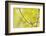 Wood Warbler (Phylloscopus Sibilatrix) Singing from Oak, Atlantic Oakwoods of Sunart, Scotland-Fergus Gill-Framed Photographic Print