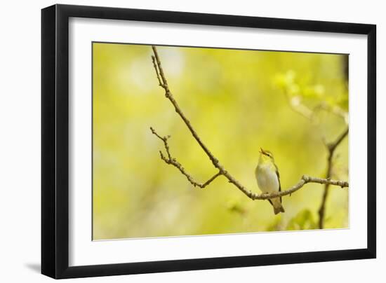 Wood Warbler (Phylloscopus Sibilatrix) Singing from Oak, Atlantic Oakwoods of Sunart, Scotland-Fergus Gill-Framed Photographic Print