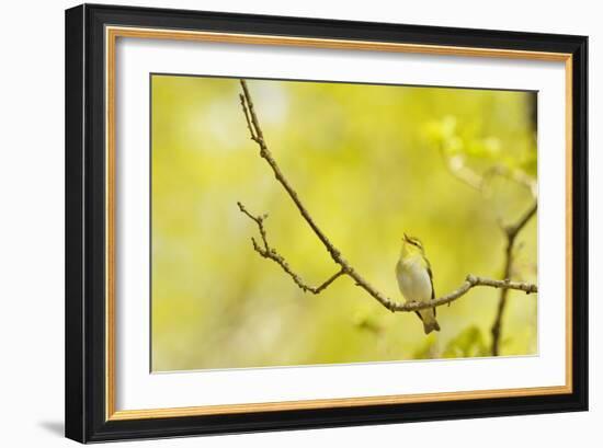 Wood Warbler (Phylloscopus Sibilatrix) Singing from Oak, Atlantic Oakwoods of Sunart, Scotland-Fergus Gill-Framed Photographic Print