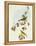 Wood Warbler (Phylloscopus Sibilatrix)-John Gould-Framed Premier Image Canvas