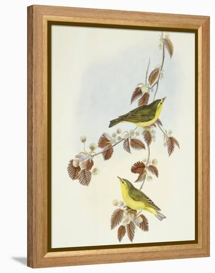 Wood Warbler (Phylloscopus Sibilatrix)-John Gould-Framed Premier Image Canvas