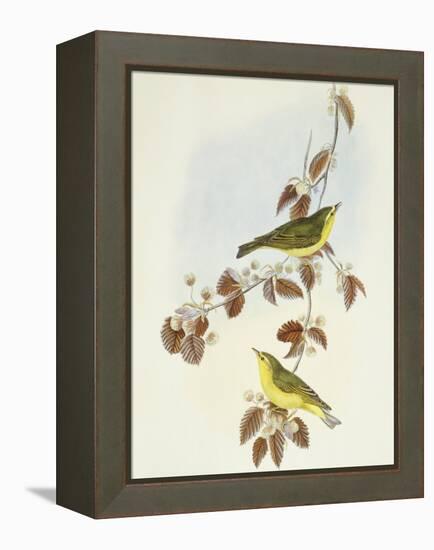 Wood Warbler (Phylloscopus Sibilatrix)-John Gould-Framed Premier Image Canvas