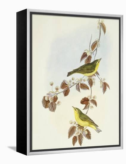 Wood Warbler (Phylloscopus Sibilatrix)-John Gould-Framed Premier Image Canvas