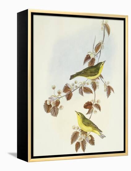 Wood Warbler (Phylloscopus Sibilatrix)-John Gould-Framed Premier Image Canvas
