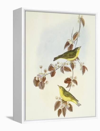 Wood Warbler (Phylloscopus Sibilatrix)-John Gould-Framed Premier Image Canvas