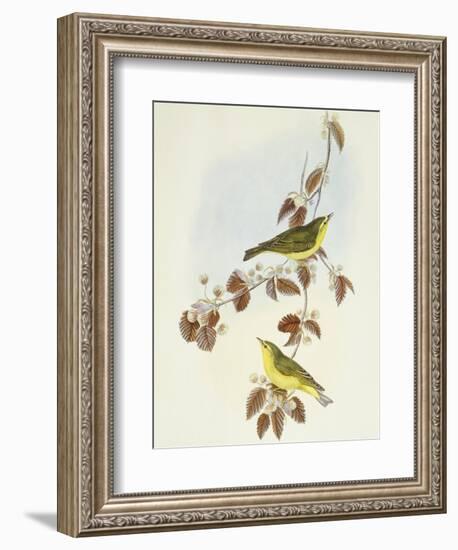 Wood Warbler (Phylloscopus Sibilatrix)-John Gould-Framed Giclee Print