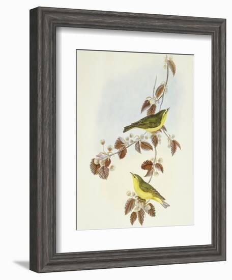 Wood Warbler (Phylloscopus Sibilatrix)-John Gould-Framed Giclee Print