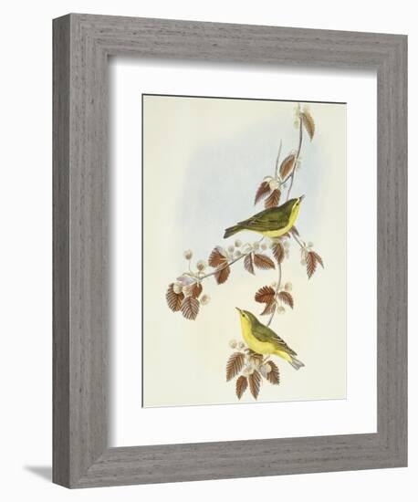 Wood Warbler (Phylloscopus Sibilatrix)-John Gould-Framed Giclee Print