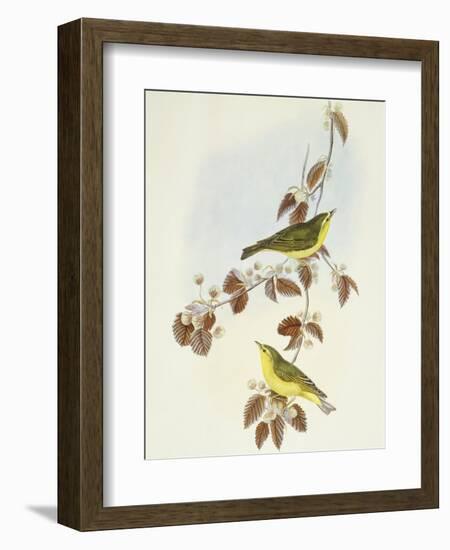 Wood Warbler (Phylloscopus Sibilatrix)-John Gould-Framed Giclee Print