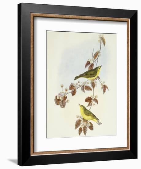 Wood Warbler (Phylloscopus Sibilatrix)-John Gould-Framed Giclee Print