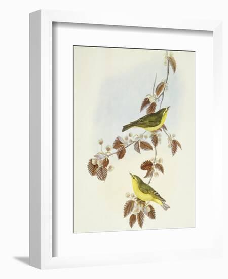 Wood Warbler (Phylloscopus Sibilatrix)-John Gould-Framed Giclee Print
