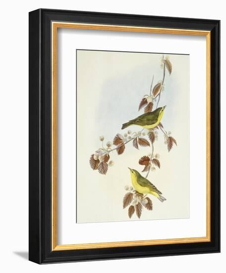 Wood Warbler (Phylloscopus Sibilatrix)-John Gould-Framed Giclee Print