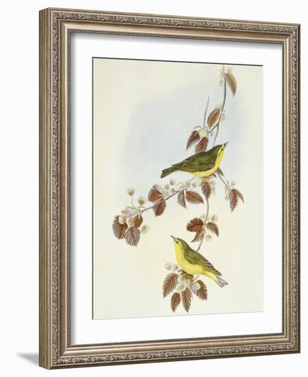 Wood Warbler (Phylloscopus Sibilatrix)-John Gould-Framed Giclee Print