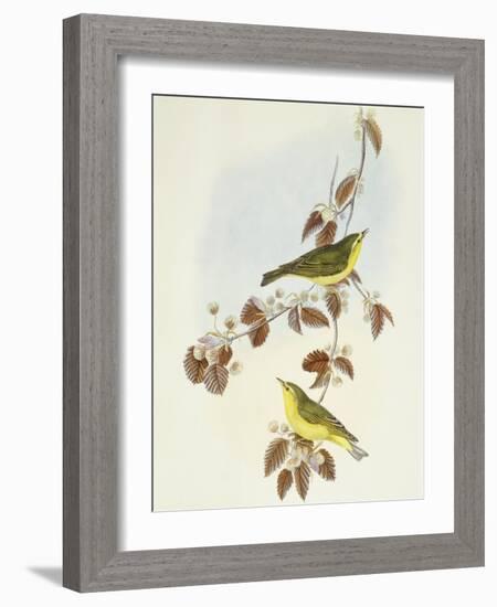 Wood Warbler (Phylloscopus Sibilatrix)-John Gould-Framed Giclee Print