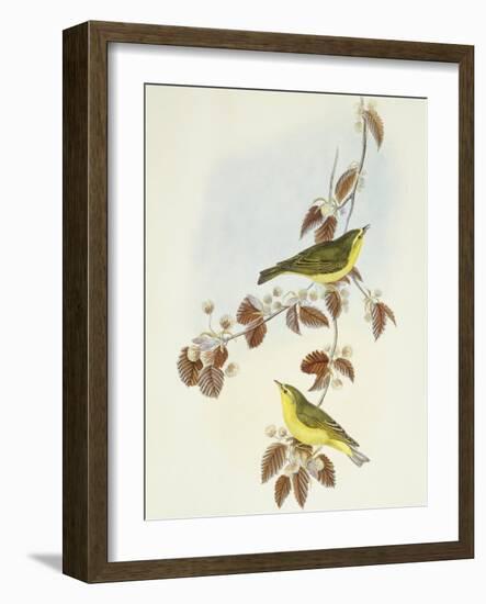 Wood Warbler (Phylloscopus Sibilatrix)-John Gould-Framed Giclee Print