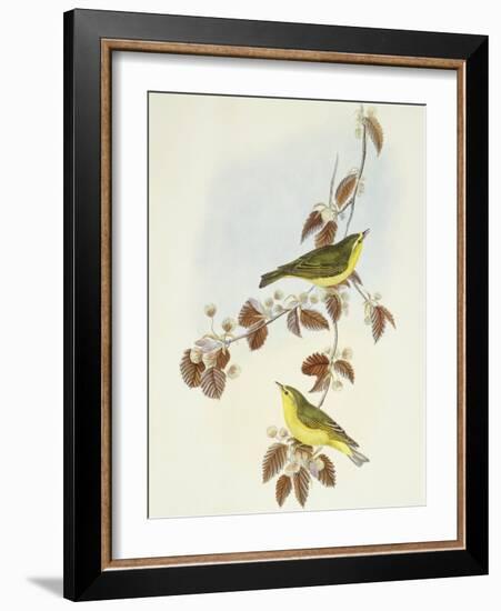 Wood Warbler (Phylloscopus Sibilatrix)-John Gould-Framed Giclee Print