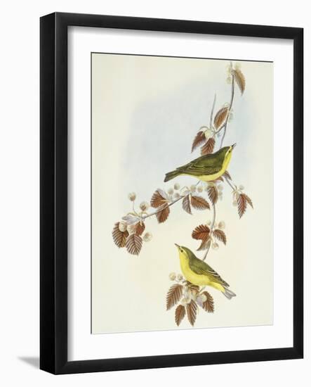 Wood Warbler (Phylloscopus Sibilatrix)-John Gould-Framed Giclee Print