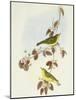 Wood Warbler (Phylloscopus Sibilatrix)-John Gould-Mounted Giclee Print