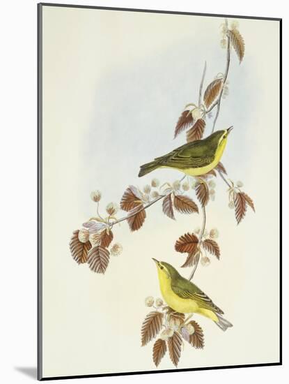 Wood Warbler (Phylloscopus Sibilatrix)-John Gould-Mounted Giclee Print