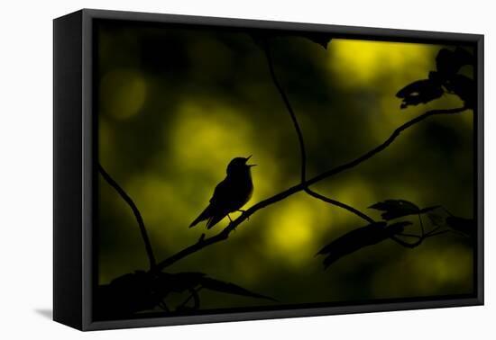 Wood warbler singing on branch, silhouetted, Sheffield, UK-Paul Hobson-Framed Premier Image Canvas