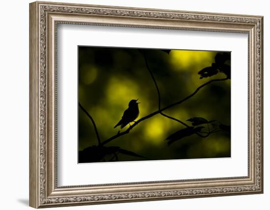 Wood warbler singing on branch, silhouetted, Sheffield, UK-Paul Hobson-Framed Photographic Print