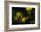 Wood warbler singing on branch, silhouetted, Sheffield, UK-Paul Hobson-Framed Photographic Print