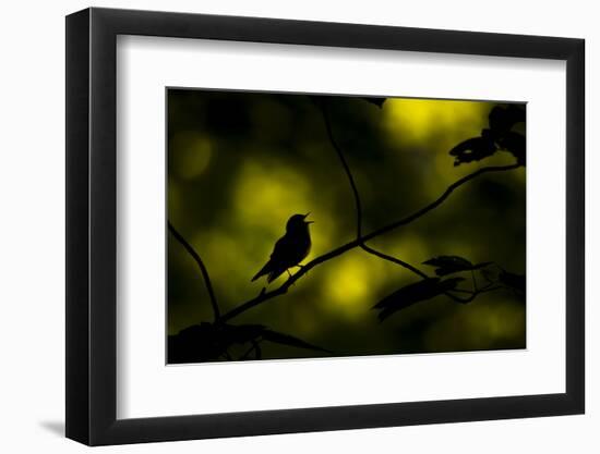 Wood warbler singing on branch, silhouetted, Sheffield, UK-Paul Hobson-Framed Photographic Print