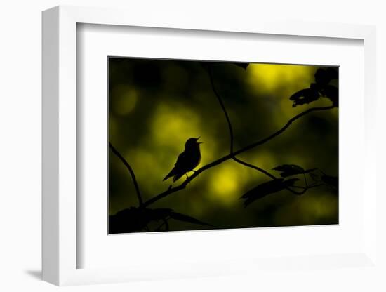 Wood warbler singing on branch, silhouetted, Sheffield, UK-Paul Hobson-Framed Photographic Print