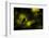 Wood warbler singing on branch, silhouetted, Sheffield, UK-Paul Hobson-Framed Photographic Print