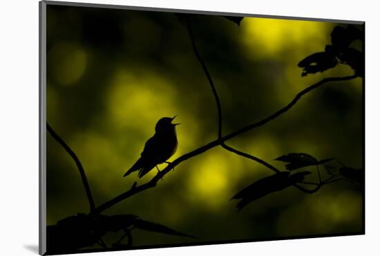 Wood warbler singing on branch, silhouetted, Sheffield, UK-Paul Hobson-Mounted Photographic Print