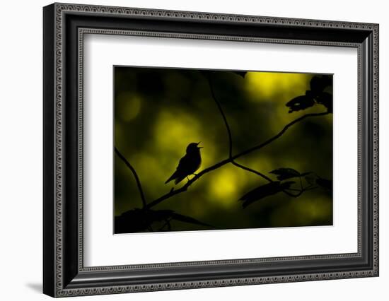 Wood warbler singing on branch, silhouetted, Sheffield, UK-Paul Hobson-Framed Photographic Print