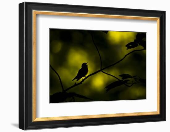 Wood warbler singing on branch, silhouetted, Sheffield, UK-Paul Hobson-Framed Photographic Print