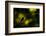 Wood warbler singing on branch, silhouetted, Sheffield, UK-Paul Hobson-Framed Photographic Print