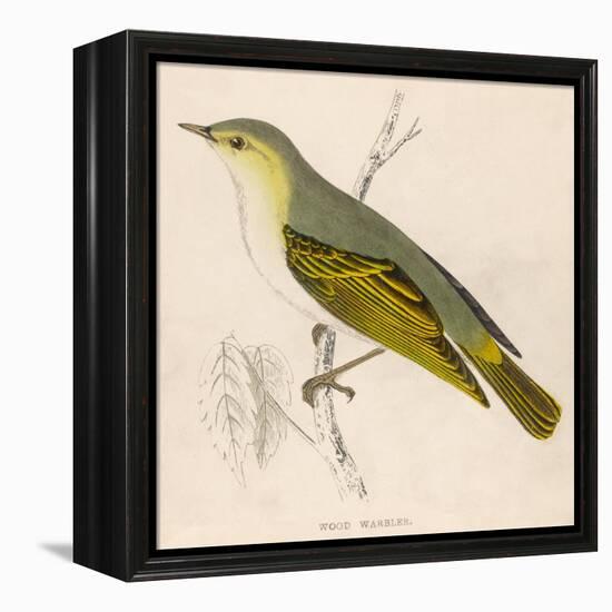 Wood Warbler-Reverend Francis O. Morris-Framed Stretched Canvas