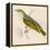 Wood Warbler-Reverend Francis O. Morris-Framed Stretched Canvas