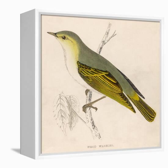 Wood Warbler-Reverend Francis O. Morris-Framed Stretched Canvas