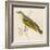 Wood Warbler-Reverend Francis O. Morris-Framed Art Print