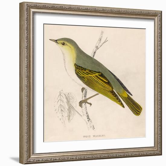 Wood Warbler-Reverend Francis O. Morris-Framed Art Print