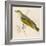 Wood Warbler-Reverend Francis O. Morris-Framed Art Print