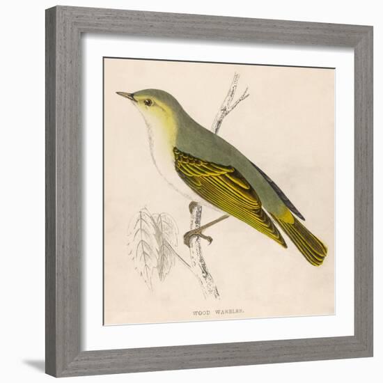 Wood Warbler-Reverend Francis O. Morris-Framed Art Print