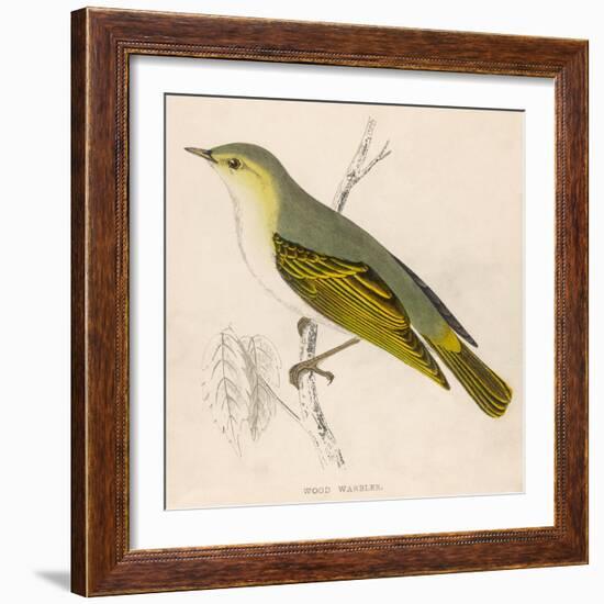 Wood Warbler-Reverend Francis O. Morris-Framed Art Print