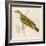 Wood Warbler-Reverend Francis O. Morris-Framed Art Print