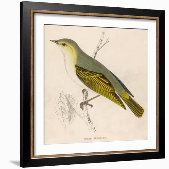 Wood Warbler-Reverend Francis O. Morris-Framed Art Print