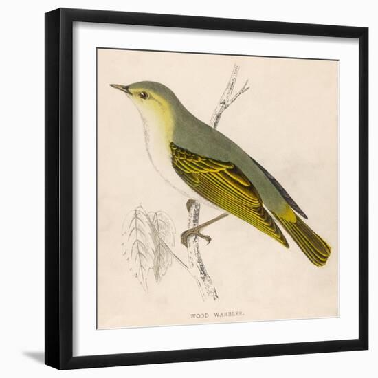 Wood Warbler-Reverend Francis O. Morris-Framed Art Print