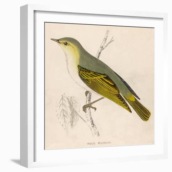 Wood Warbler-Reverend Francis O. Morris-Framed Art Print