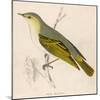 Wood Warbler-Reverend Francis O. Morris-Mounted Art Print