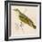 Wood Warbler-Reverend Francis O. Morris-Framed Art Print