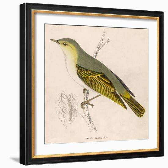 Wood Warbler-Reverend Francis O. Morris-Framed Art Print