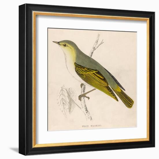 Wood Warbler-Reverend Francis O. Morris-Framed Art Print